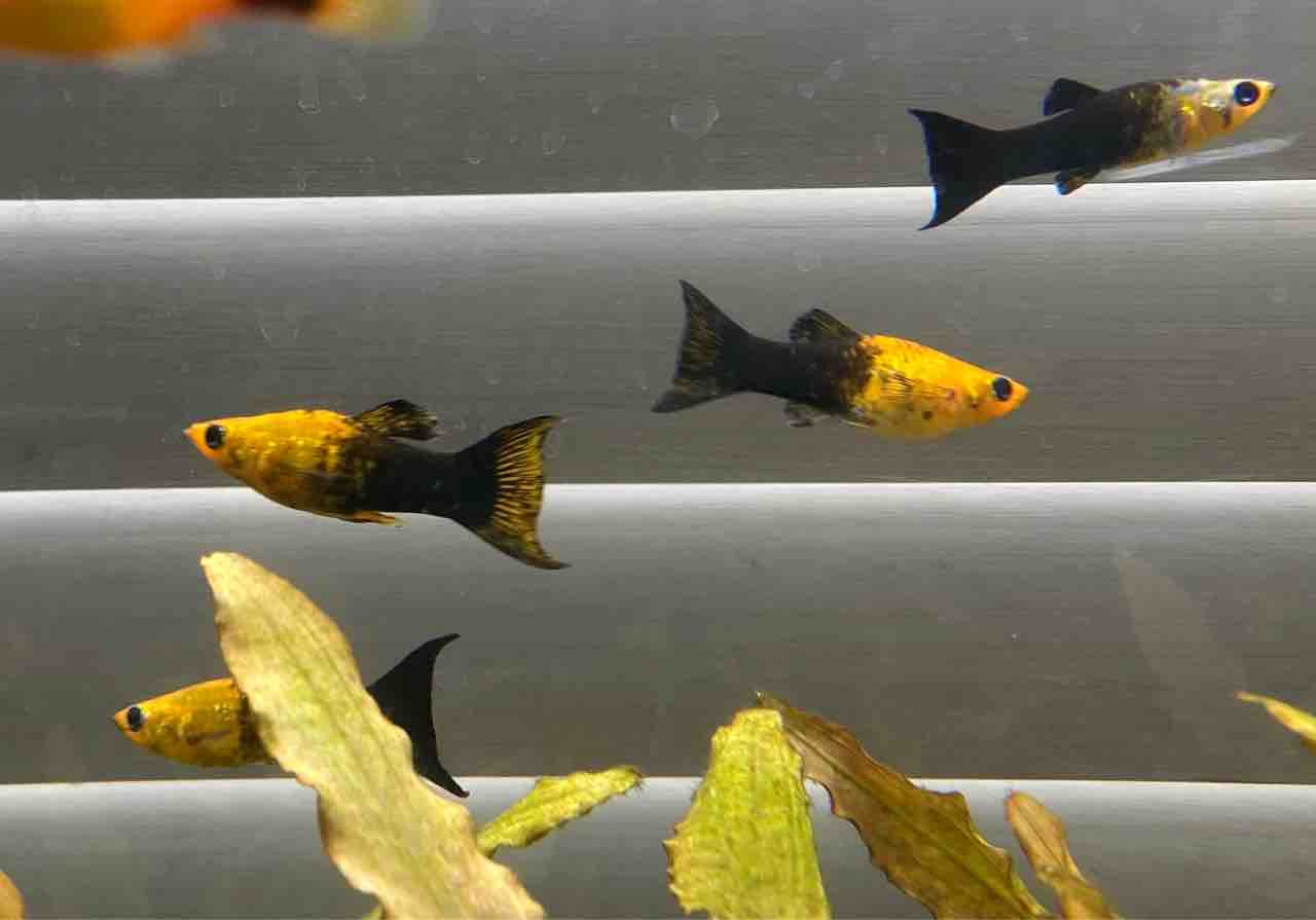 プチ入荷情報 フィッシュショップfujiのblog