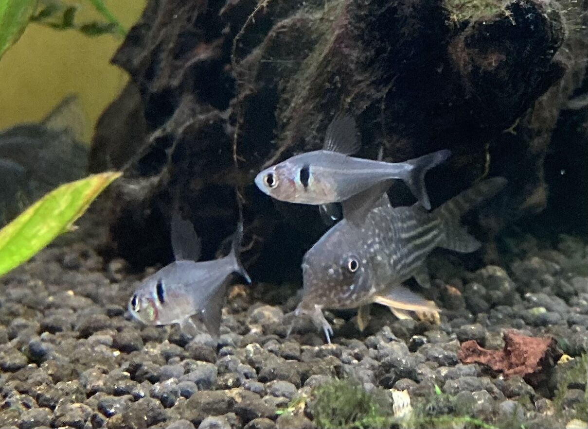 プチ入荷情報 フィッシュショップfujiのblog