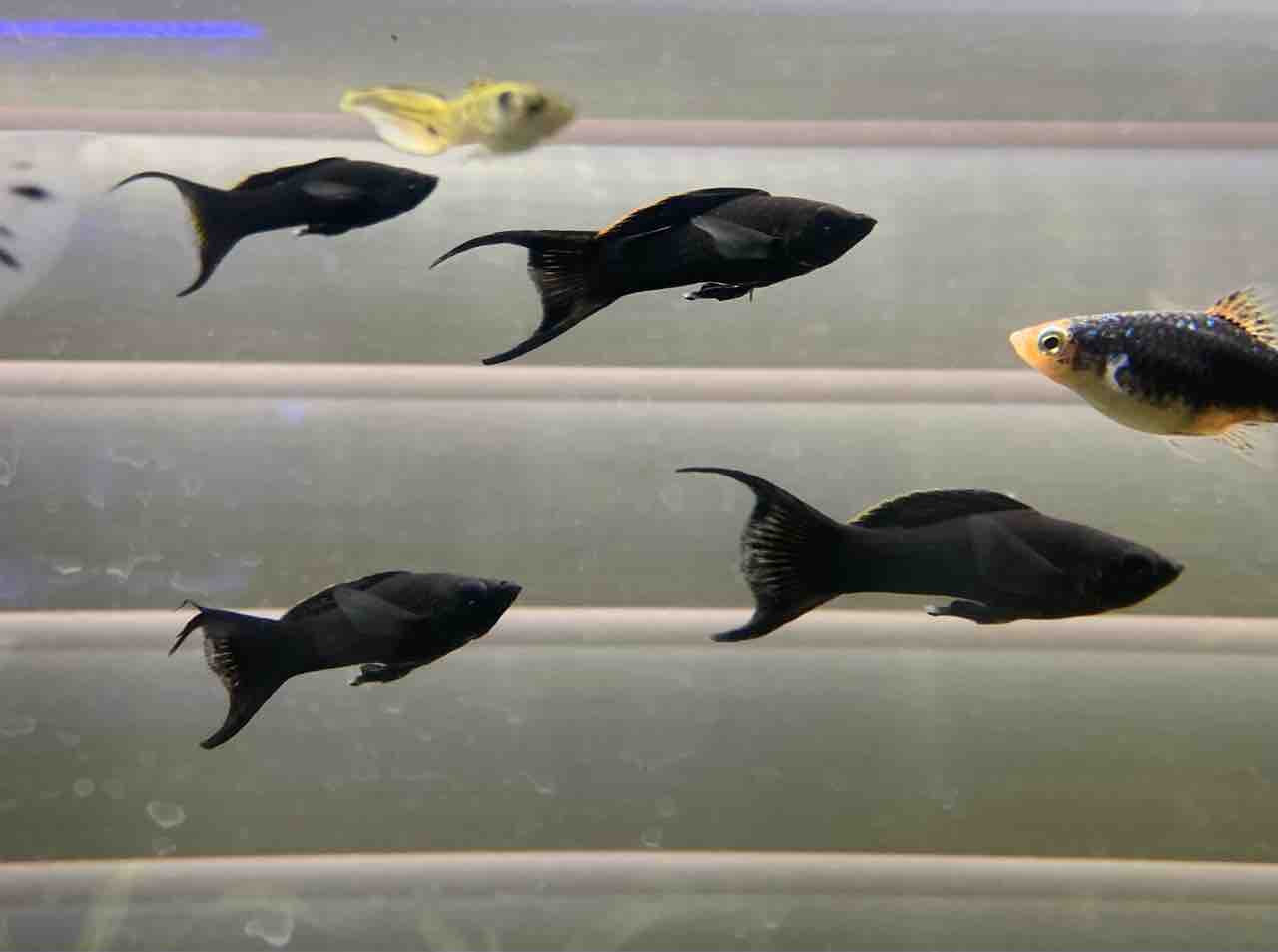 入荷情報 フィッシュショップfujiのblog