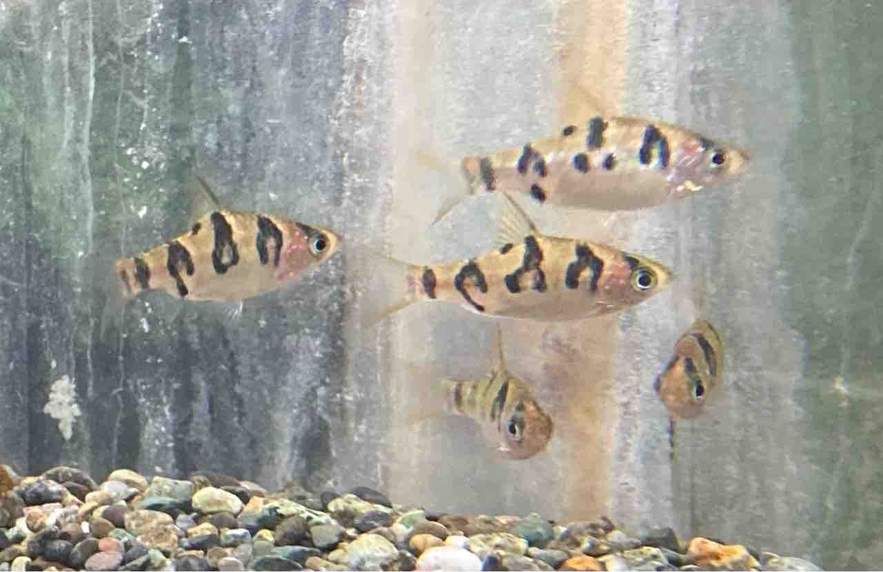 プチ入荷情報 フィッシュショップfujiのblog