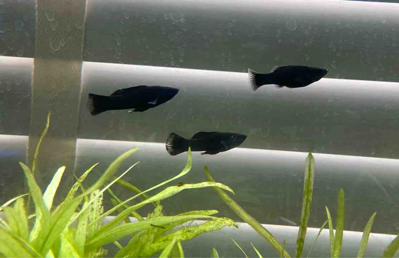 入荷情報 フィッシュショップfujiのblog