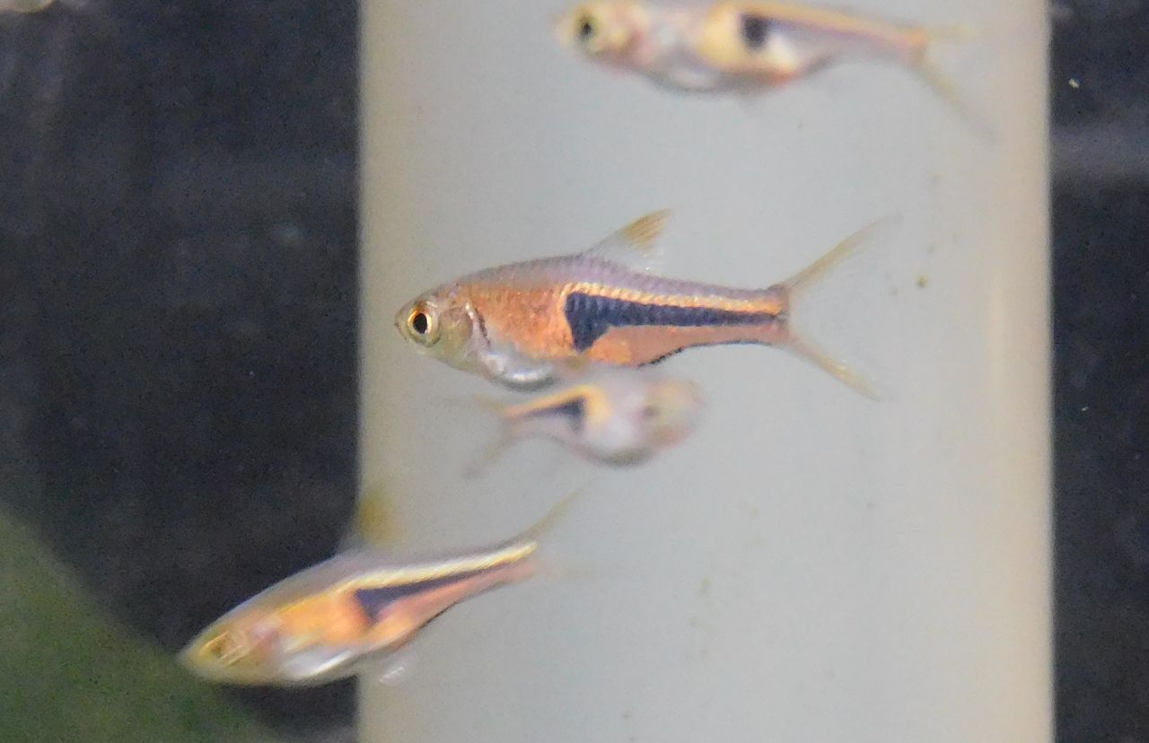 魚 水草入荷しました フィッシュショップfujiのblog