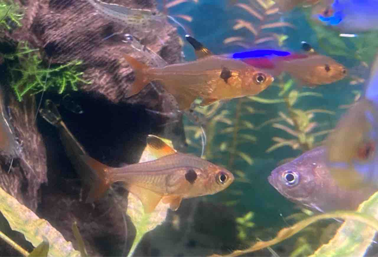 プチ入荷情報 フィッシュショップfujiのblog