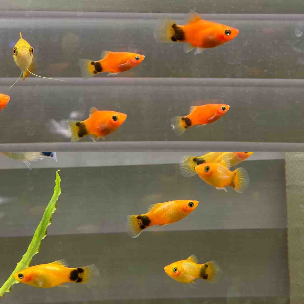 入荷情報 フィッシュショップfujiのblog