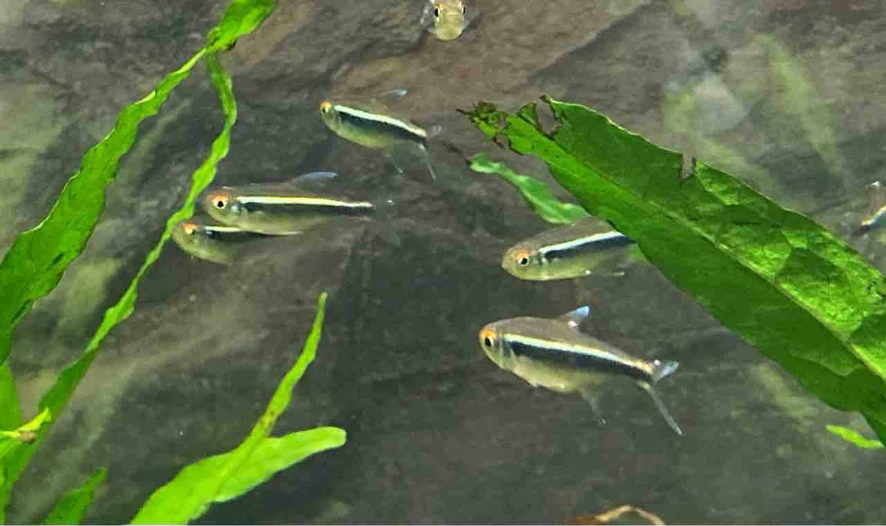 プチ入荷情報 フィッシュショップfujiのblog