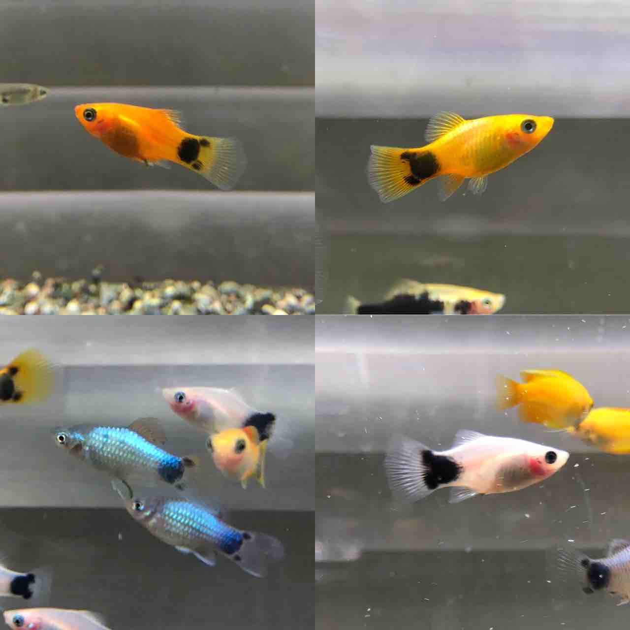 プチ入荷情報 フィッシュショップfujiのblog