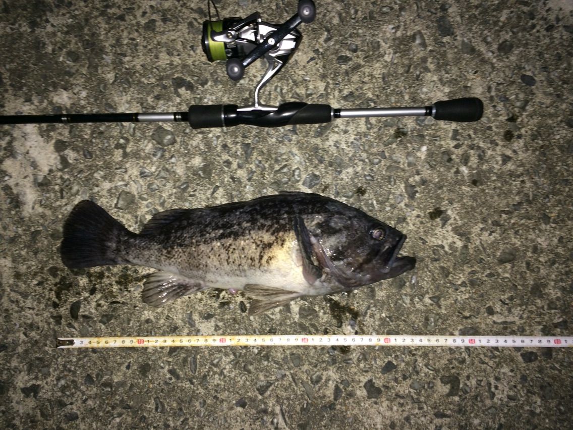 クロソイ43cm 2月小潮のホームナイトロックゲーム Fishsnowwelfareのblog クロソイ43cm 2月小潮のホームナイトロックゲーム Fishsnowwelfareのblog