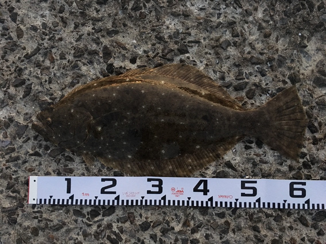 2017年 初釣行は陸っぱりからのヒラメ54cm Fishsnowwelfareのblog 2017年 初釣行は陸っぱりからのヒラメ54cm Fishsnowwelfareのblog