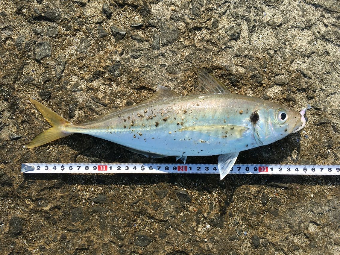 7 18 デイゲーム 尺アジ35cm 釣果解析 Fishsnowwelfareのblog 7 18 デイゲーム 尺アジ35cm 釣果解析 Fishsnowwelfareのblog
