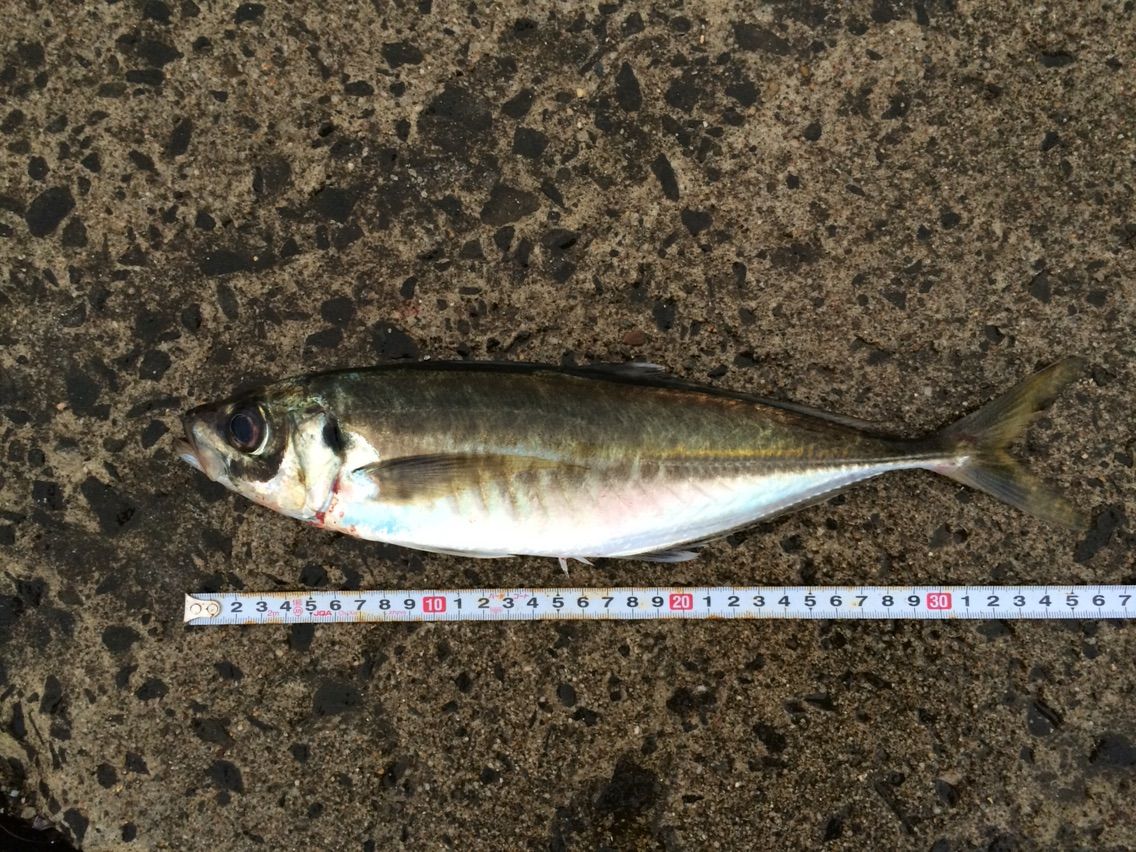 ブリーデンネジネジの尺アジ ジグヘッドローテーション Fishsnowwelfareのblog ブリーデンネジネジの尺アジ ジグヘッドローテーション Fishsnowwelfareのblog