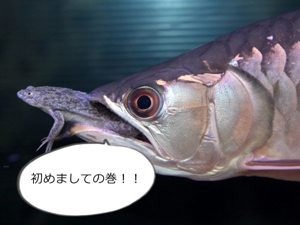 淡水魚の種類について 梶原君による淡水魚の雑学集 淡水魚の種類について 梶原君による淡水魚の雑学集