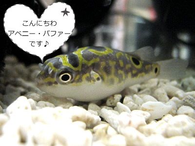 世界一大きい淡水魚と世界一小さい淡水魚 梶原君による淡水魚の雑学集