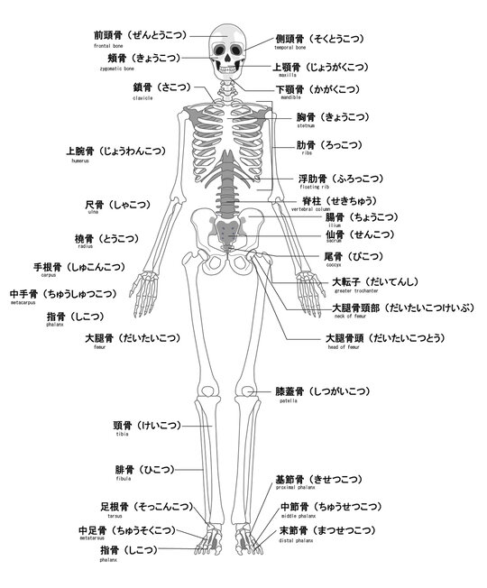ブログで話題沸騰！「骨ストレッチ」で気分スッキリの秘訣
