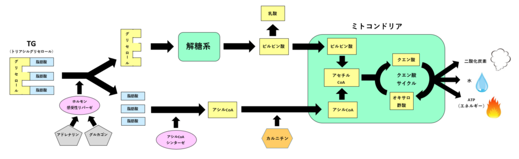 ダイエット成功の鍵：脂肪がどこに行くのかを理解する