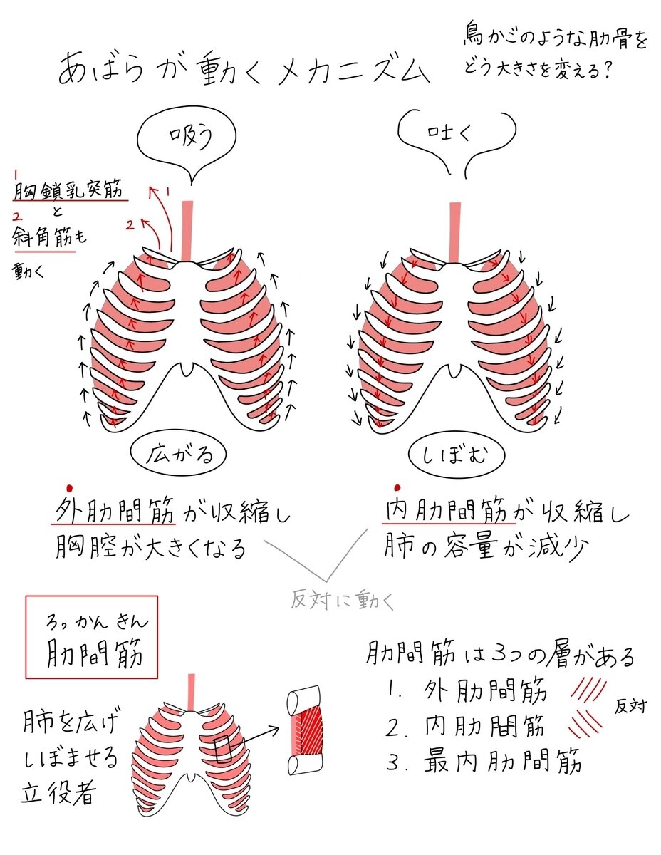 スマホ首が引き起こす肩こりと呼吸の関係とは？