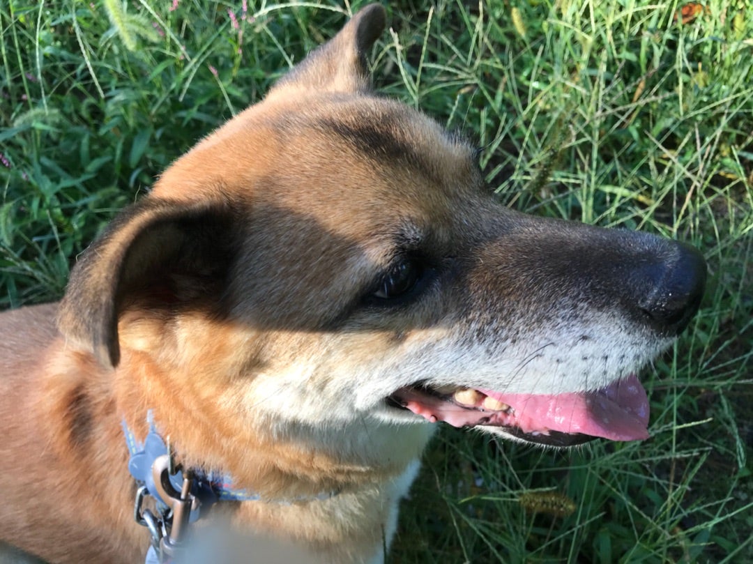 闘犬は家族の一員になれるのか？安全な飼育方法について考える