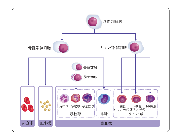 抗がん剤治療に欠かせない白血球の数値と向き合う苦労とは？