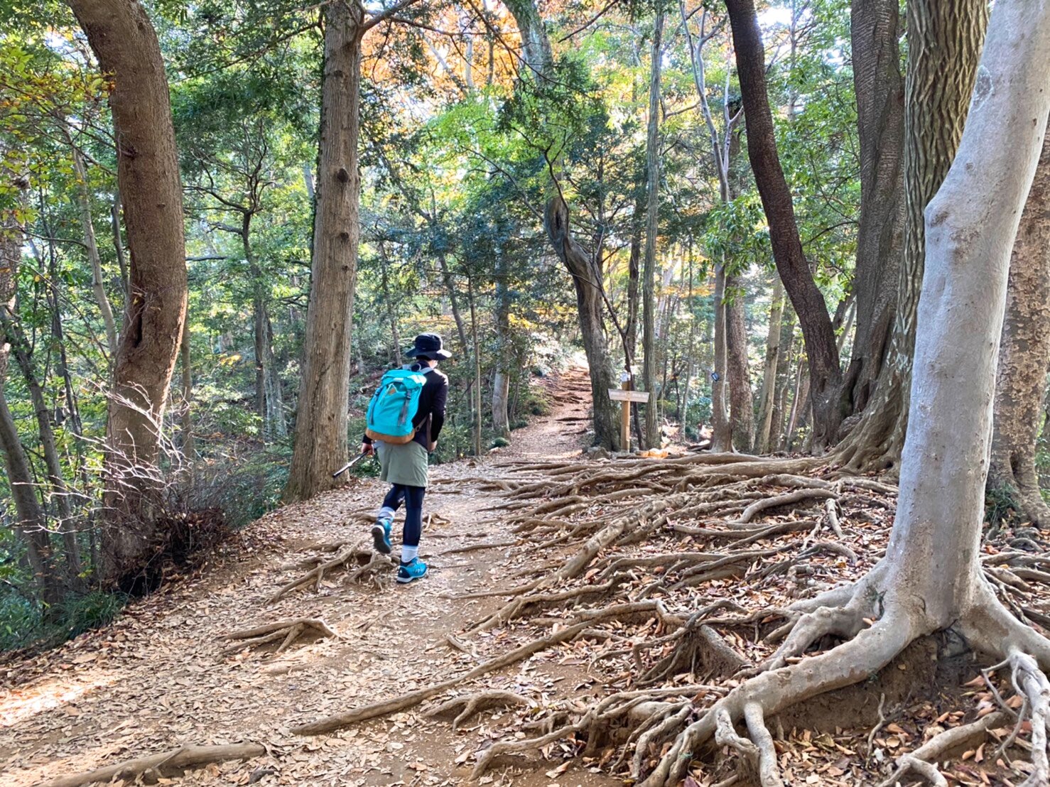 自然の中でリフレッシュ！鹿児島県と関東のハイキングスポット紹介