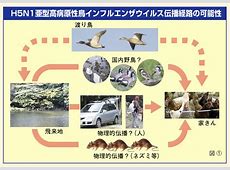 鳩と鳥インフルエンザ：唐土の鳥から学ぶこと