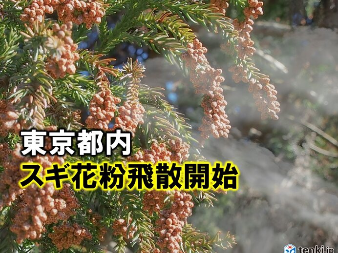 東京のスギ花粉、1985年以来最も早い飛散開始！その影響とは？