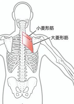 肩甲骨はがしストレッチで肩こり解消！その効果と実践法