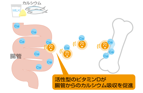 40代・50代のための顔のたるみ対策：骨やせの真実とは？