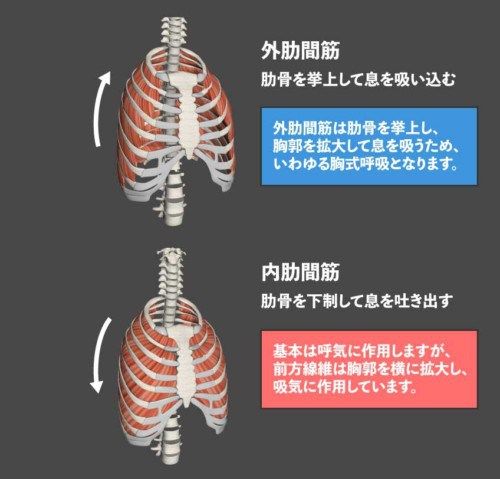胸式呼吸と腹式呼吸：横隔膜の動きが腸に与える影響