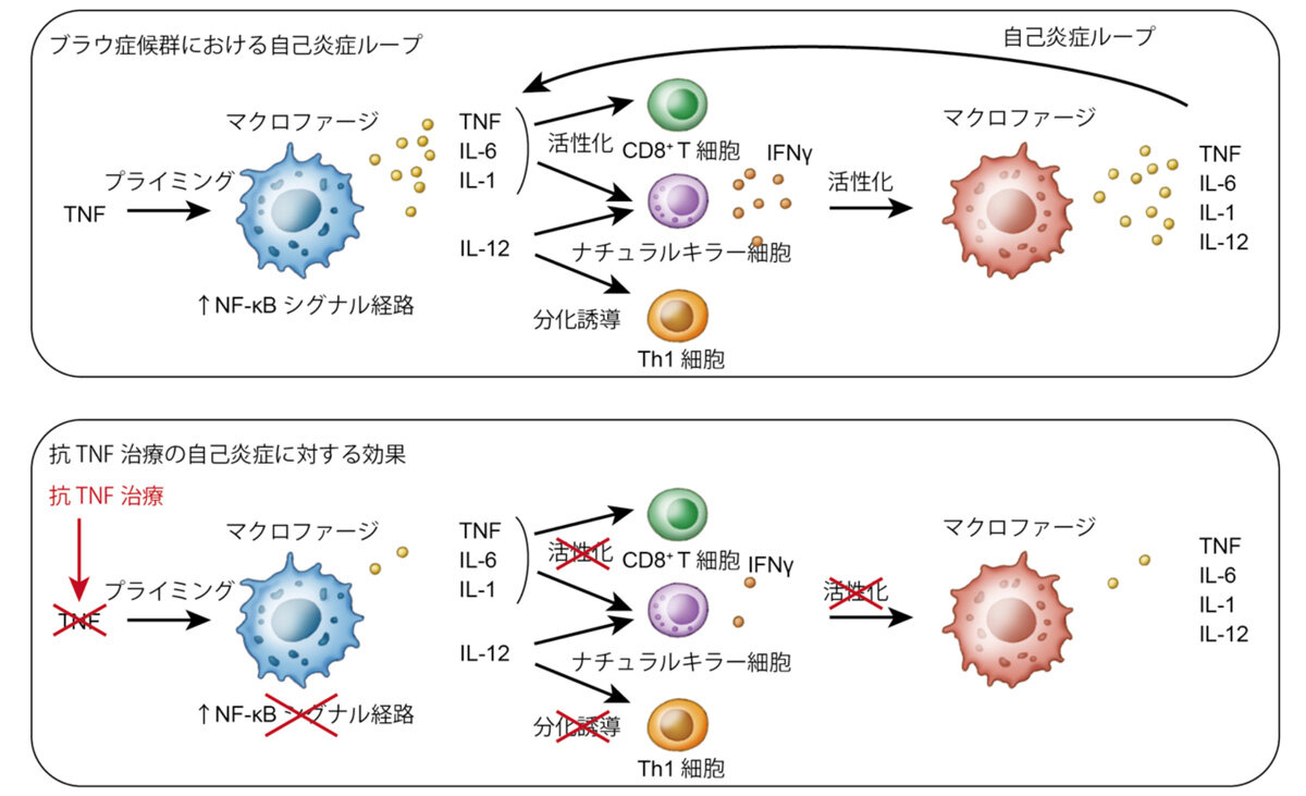 ヒトiPS細胞と新しい炎症メカニズム：STING活性化の全貌