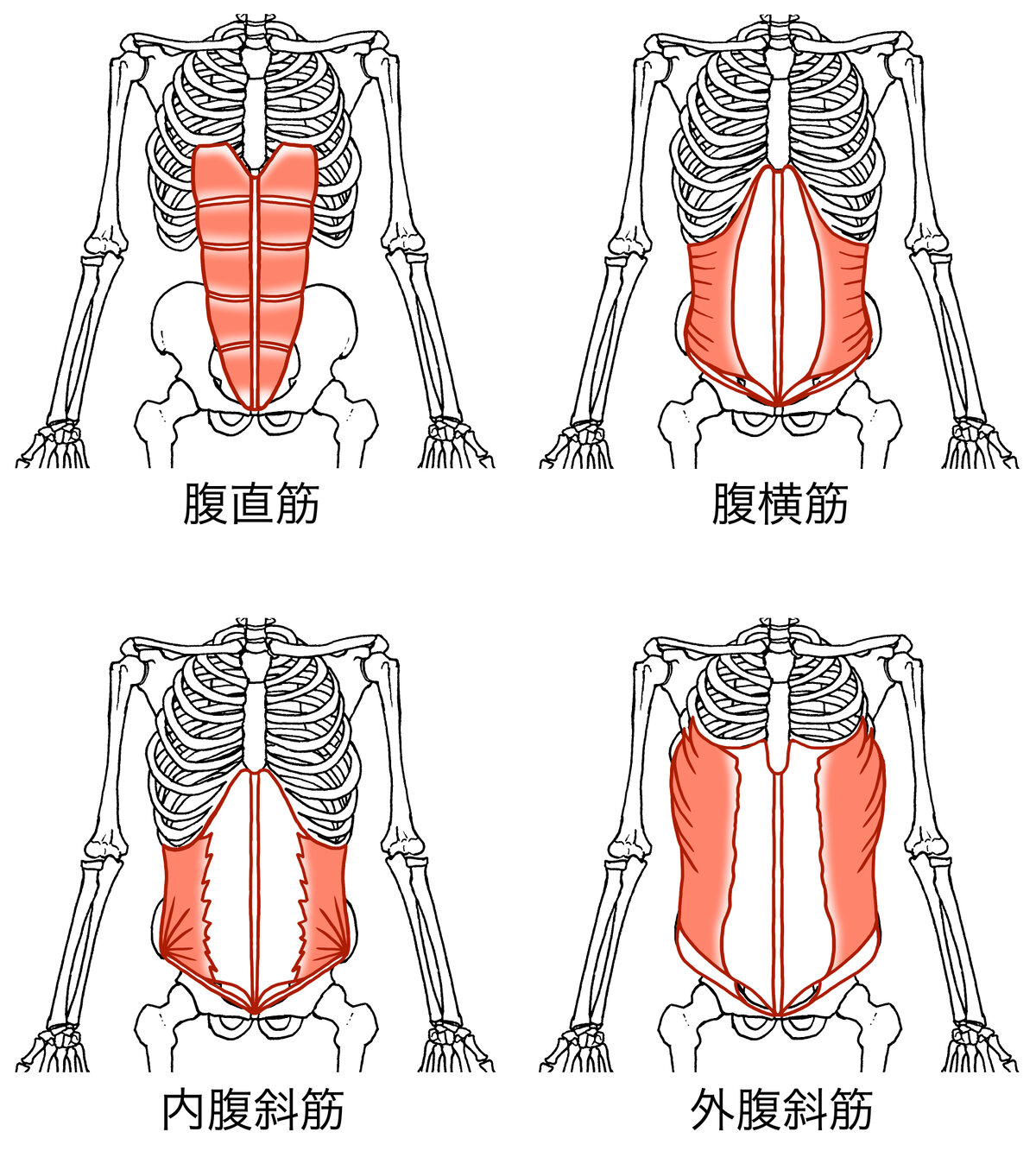 健康な体を作る！腹斜筋と腹横筋を鍛えて姿勢改善と腰痛対策