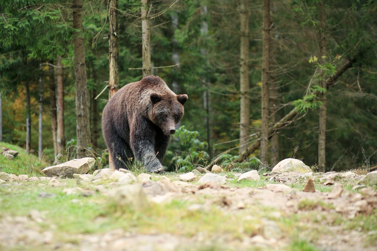 ツキノワグマ徹底ガイド：安全に山を楽しむための知識と対策