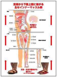筋腸相関を理解する：食事がもたらす筋肉と腸の健康効果