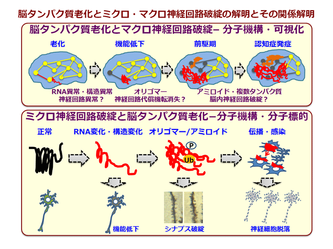 加齢に負けない脳をつくる！米研究に基づく老化防止の新常識