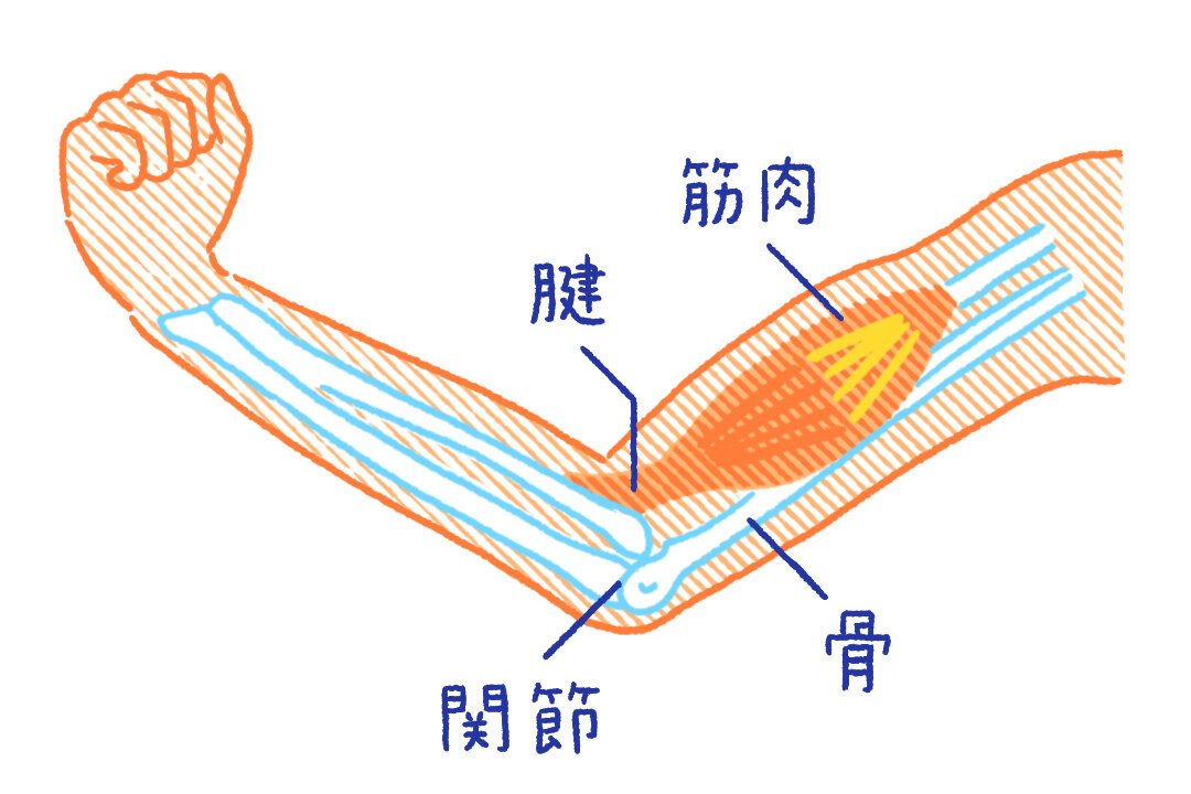 2017年阪神タイガースの“新虎”8人衆が入寮！体と筋肉についての本を参考に