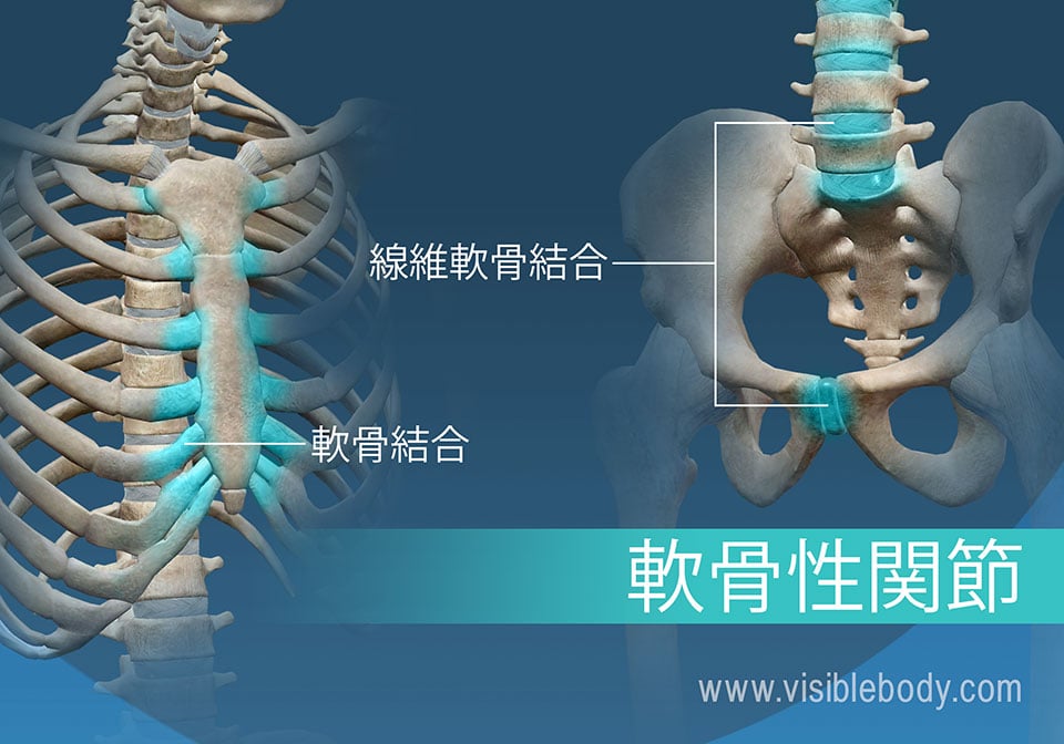 ケガを防ぐ！道教大岩見沢校のスポーツ医科学研究