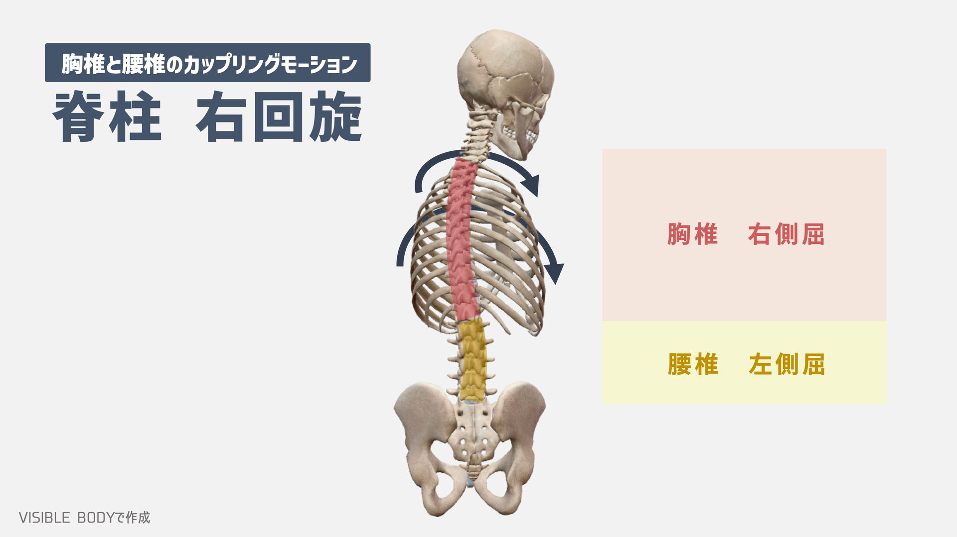 飛距離アップの秘訣！胸郭の動きを活かすTHP理論とは？