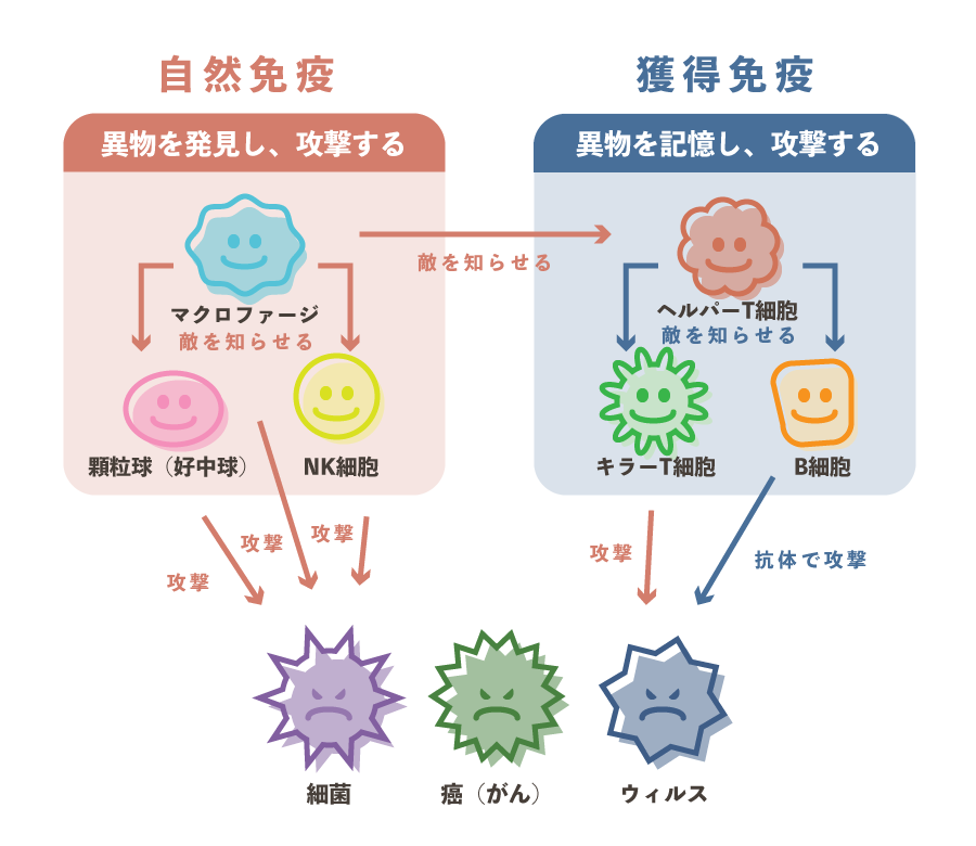 キャンプがもたらす免疫力向上効果とは？