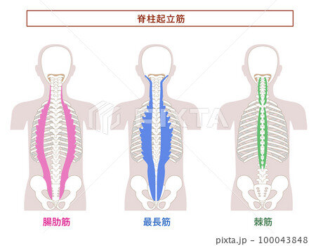 筋トレの効果が数年間持続？運動医学専門誌が解説