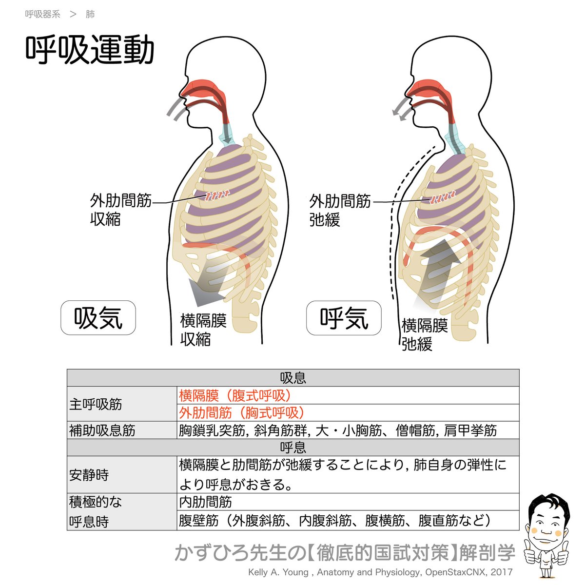 慢性閉塞性肺疾患患者のための吸気筋トレーニング：横隔膜移動距離の重要性