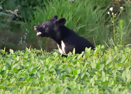 クマ被害は人災だ！危険な習性を知らない警察と猟友会の告白