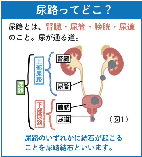 元フジアナ・渡邊渚が語る腎臓健康の重要性と体調改善の秘訣