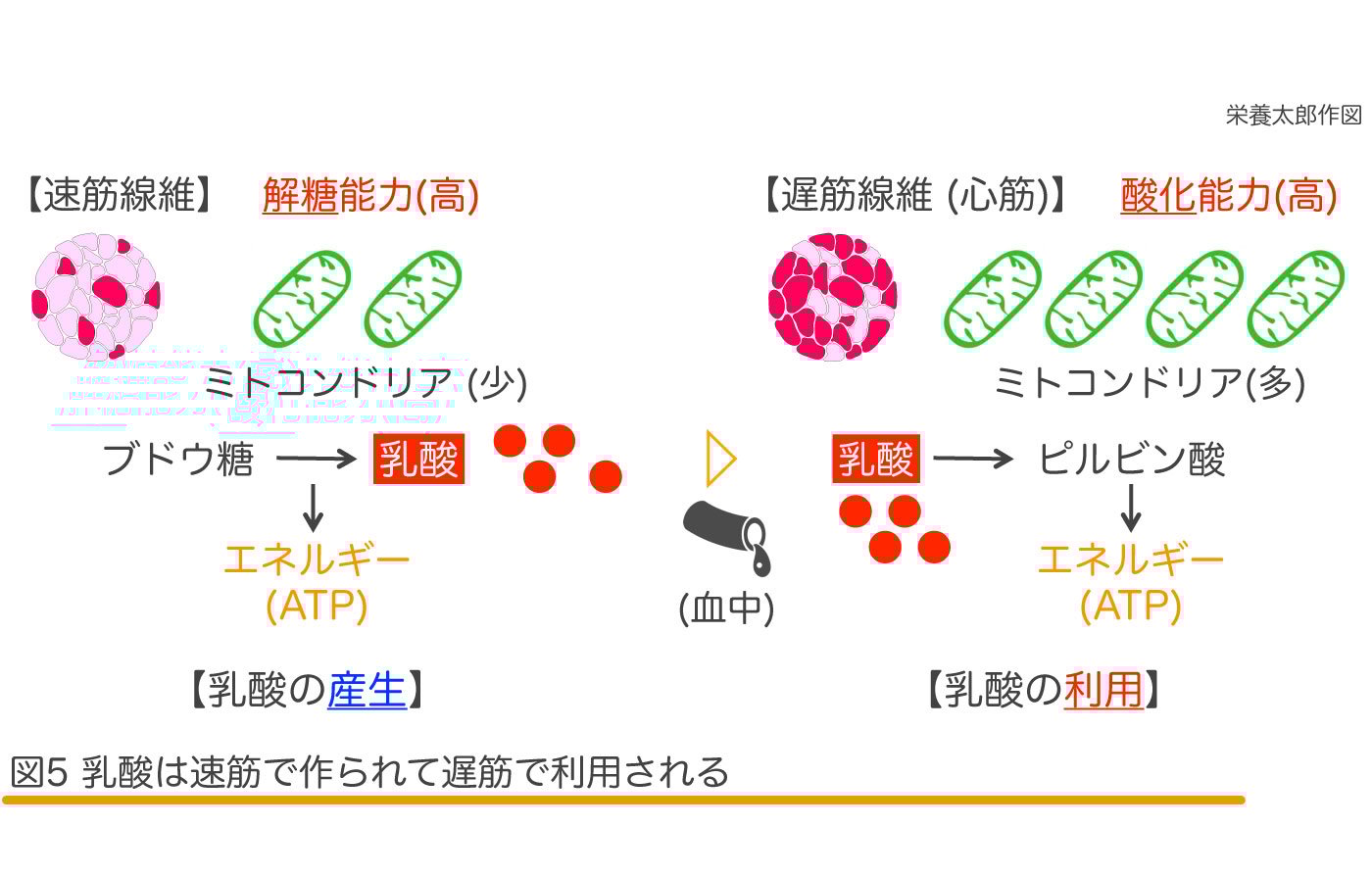 コンカレント運動と乳酸：最新研究の成果を解説