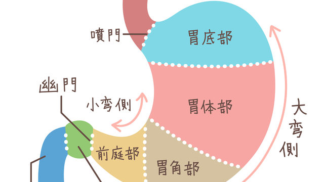 リモートワーク時代の胃腸ケア：姿勢チェックで健康を守る
