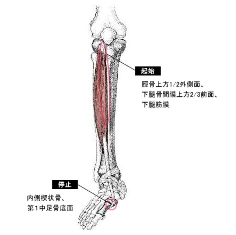 足首運動で向上する身体能力：脳外科医が語る効果