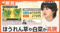 猛暑で高騰していた野菜がお買い得に！葉物野菜が注目の価格で販売中