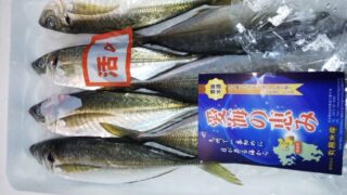 青魚カレーシリーズ新登場！疲労回復と認知機能向上の秘訣