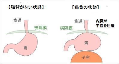 背骨の歪みと内臓の健康：知っておくべき重要な関係