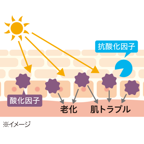 抗酸化の新常識！超硫黄分子とタマネギの力で老化を防ぐ