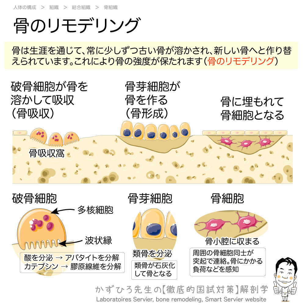 骨の健康を守る：副甲状腺ホルモンとSLPIの役割とは