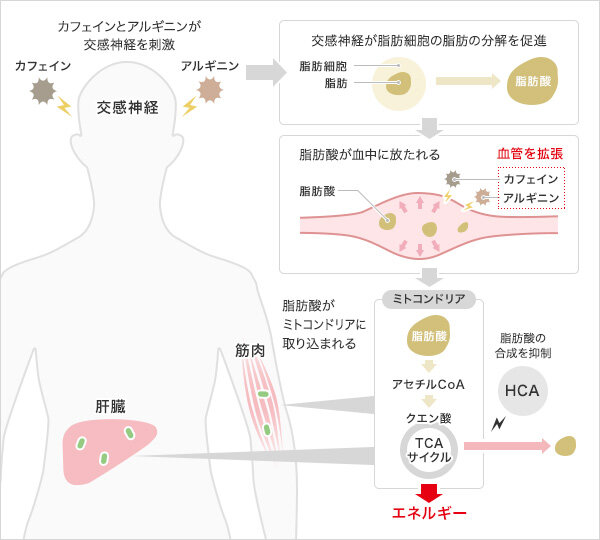 50代60代向け！股関節を柔らかくするヨガの秘訣