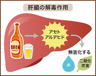 二日酔いを予防するための食事とおつまみの選び方とは？